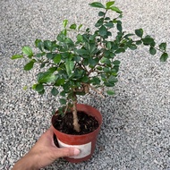 GPS Green Plant Society Live plant Carmona Bonsai Tree Fukien Tea 福建茶