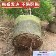 【新店下殺】滿額不織佈 移植袋 美植袋 植栽袋 植樹袋 4吋-1尺2 尺寸 4吋-5尺均有販售 移植  露天拍賣  翔仔