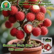10pcs/pack Bonsai Rambutan Seeds for Planting Sweet Rambutan Plant Seeds Bonsai Rambutan Tree Seeds 