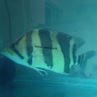 ikan hias tiger datz jumbo 3 bar nyaris sempurna / datz sumatra