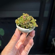 日本極姬虎耳草A∣討喜療癒豆盆栽 微光植物