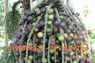Trái đủng đỉnh phơi khô 1 ký