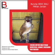Burung SRDC Ori Bali Pilihan