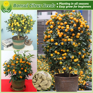 เมล็ดพันธุ์ กัมควอต บรรจุ 35 เมล็ด Citrus kumquat Tree Fruit Seeds for Planting Fruit Plants บอนสี เมล็ดผลไม้ ต้นไม้ผลกินได้ เมล็ดผัก พันธุ์ไม้ผล บอนไซ ต้นบอนสี เมล็ดบอนสี ต้นผลไม้ ต้นไม้แคระ ผลไม้อร่อย เมล็ดดอกไม้ ปลูกง่าย คุณภาพดี ราคาถูก ของแท้ 100%