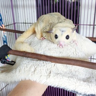 sugar glider platinum mosaic jantan
