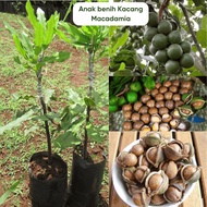 Anak benih  Kacang Macadamia Varieti Pokok Yang Membawa Keuntungan Ekonomi Amat Tinggi