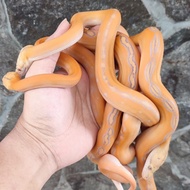 retic golden child albino