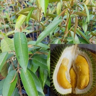 Anak Pokok Durian D101 / Pokok Kahwin (Hybrid) / Durian IOI / Hajah Hasmah