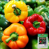 F1 Sweet Pepper Seeds (Bell Peppers) 0.1g PHU NONG - Fast Germination and Strong Growth - VTNN Nong 