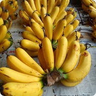 Anak pokok Pisang Berangan