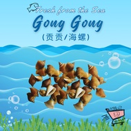 [5D Grocer] Live Gong Gong/Sea Conch 贡贡/海螺
