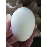 Telur berbenih ayam white leghorn