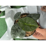 Alocasia Maharani / Alocasia kulit badak maharani