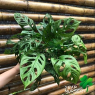 MONSTERA ADANSONII PLANT_INDOOR PLANT