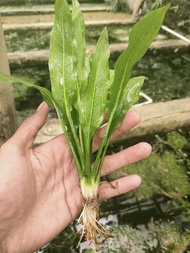 Amazon sword tanaman aquascape