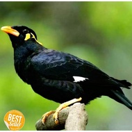 burung beo anakan beo muda hutan rawatan