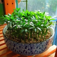 Potted plants【易活/四季】新采罗汉松种子雀舌盆景松树大叶小叶松红芽台湾日本珍珠罗汉松籽