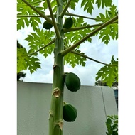 (SG Seller) Hawaii Papaya Seeds (25 seeds)