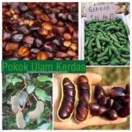 Pokok Kerdas PROMOSIII ‼️‼️