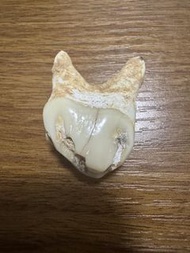 洞熊 牙齒 化石