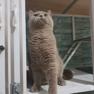 kucing british shorthair kucing fashion