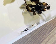 925純銀 滿鑽麻花造型戒指 鋯石 純銀戒指