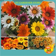 15 Pcs Mix Colur Biji Bunga - Bunga Gazania | Flower seed Treasure Flower / Gazania Ready Stock Sara