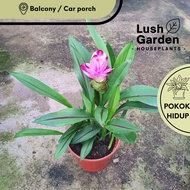 [Ada Bunga] Curcuma Alismatifolia / Siam Tulip / 姜花 Pokok Bunga Hidup 150mm Pot Live Plant Pokok Hia