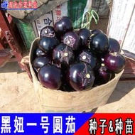 蔬菜種子 種籽四季種進口紫圓茄籽黑又亮圓茄種籽黑妞一號茄子種籽種苗hn