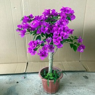 Green plants/plants—Bougainvillea Old Pile Potted Seedlings with Flowers Flower Bonsai Greenery Bons