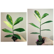 กวักโบราณด่าง ใบยาว Zamioculcas zamiifolia varigated กวักด่างใบยาว กวักด่างโบราณ กระถาง 4นิ้ว กวักมรกตด่างโบราณ ต้นกวักโบราณด่าง กวักด่างโบราณ กวักโบราณด่าง กวักใบยาว