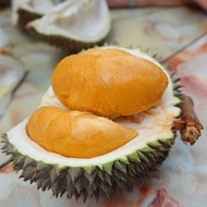 ANAK POKOK DURIAN DURI HITAM D200/POKOK HYBRID BERBUAH RENDAH