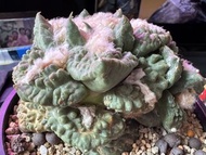 不同的岩牡丹，連山，哥斯拉，怒濤，龜甲牡丹