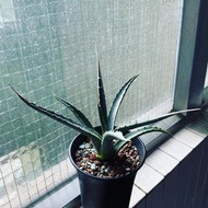 龍舌蘭 長白曲刺妖炎