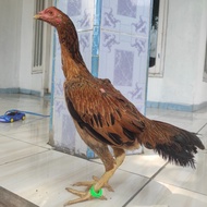Ayam Birma genetika telur hijau