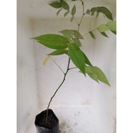 pokok senna occidentalis/ coffee senna/cassia occidental, pokok stabil dalam polybag tinggi 25 hingg