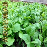 Chicken Cabbage Seeds Chicken Cabbage Seeds Seeds Four Seasons Sowing Potted Plants with Vegetable S