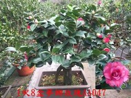 【盛宏茶花】茶花品種︱AA級大型優質茶花盆栽︱1呎8吋盆︱夢娜玫瑰AA047(請自取)