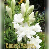 Pokok Harum Sundal Malam Wangiii....