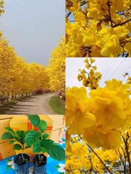 🌼ต้นเหลืองเชียงราย🌼 ดอก เป็นสีเหลือง ออกเป็นช่อๆละ 3 - 10 ดอก กลีบเลี้ยงรูปถ้วยสีน้ำตาลมีขน กลีบดอกเชื่อมติดกันเป็นหลอดรูปแตร ปลายแยก 5 กลีบ 💥สวยมากกกก