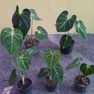 anthurium regale sedang