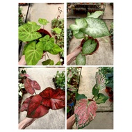 [Paling Horticulture Sdn Bhd] Real Live Plant - Pokok Keladi Hiasan Rare | Healthy Caladium | 彩叶芋 | Easy Care Plant