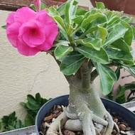 bibit tanaman adenium bunga pink bonggol besar kamboja bonsai BBB