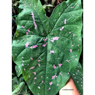 PI SEAH CHUM PU Keladi MURAH Pokok Anak Ubi Caladium CHEAP Plant Bulb Cutting Thai Thailand ANYA ANY