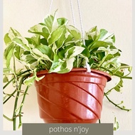 [Keratan Batang | Cuttings] Pothos Njoy / Epipremnum Njoy / Money Plant