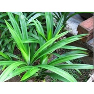 Daun pandan ,  pandan leaf 🍀