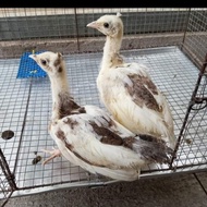burung merak blorok anakan