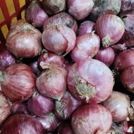 Bawang besar timbang kilo