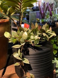 Hoya krohniana ‘Super Eskimo’ 愛斯基摩毬蘭