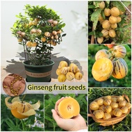 [100% Fresh Seeds] 20pcs Ginseng Fruit Seeds for Planting Pepino Melon Seeds Bonsai Fruit Tree Seeds Rare Fruit Tree